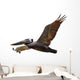 Brown Pelican Fligh