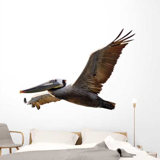 Brown Pelican Fligh