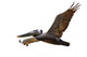 Brown Pelican Fligh