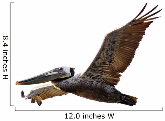 Brown Pelican Fligh