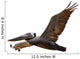 Brown Pelican Fligh