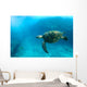 Endangered Sea Turtle Wall Mural