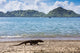Komodo Dragon Beach Varanus Wall Decal