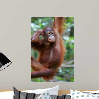 Orangutans shown on a wall