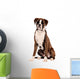 Boxer Sitting Cut