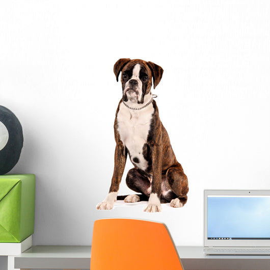 Boxer Sitting Cut