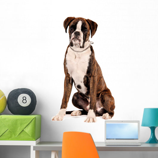 Boxer Sitting Cut