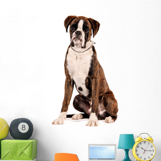 Boxer Sitting Cut