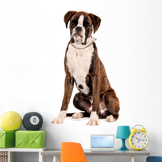 Boxer Sitting Cut