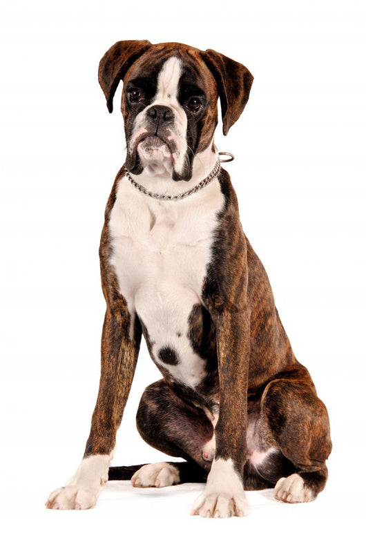 Boxer Sitting Cut