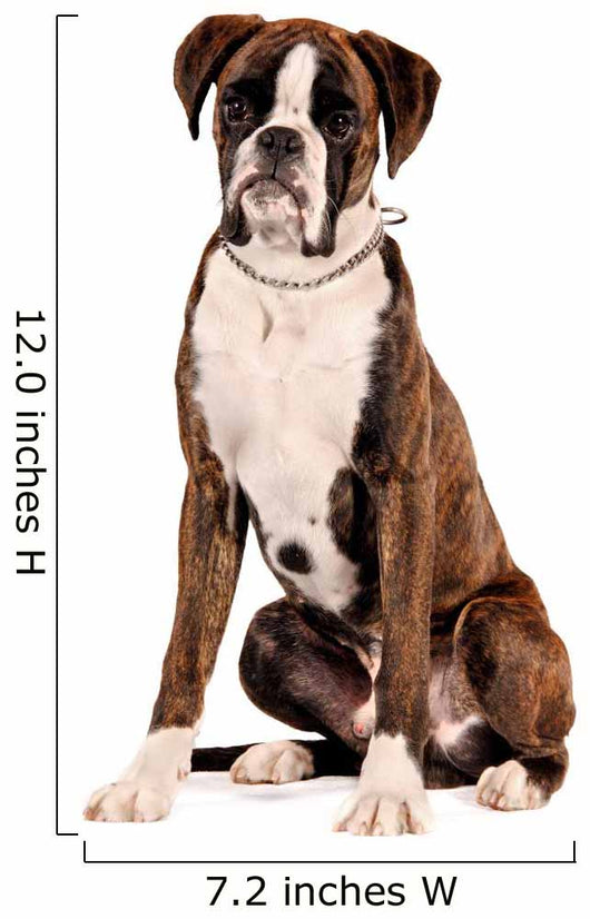 Boxer Sitting Cut