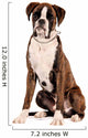 Boxer Sitting Cut