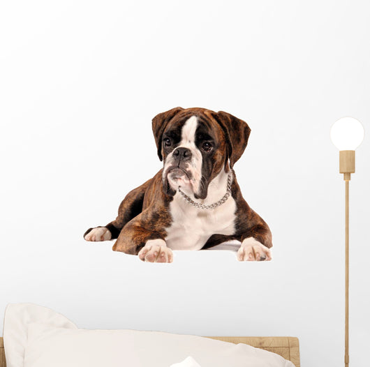 Boxer Lying Cut