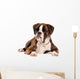 Boxer Lying Cut