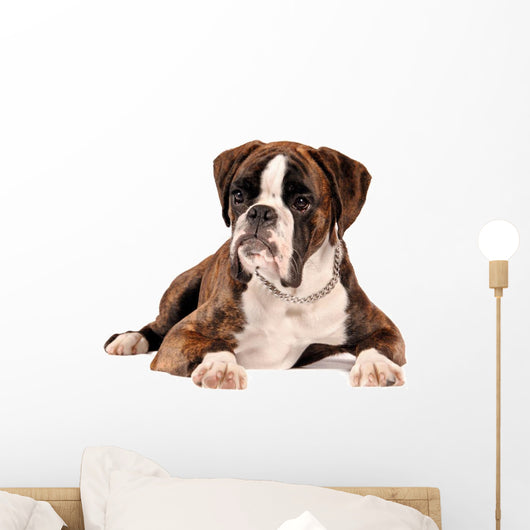 Boxer Lying Cut