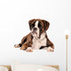 Boxer Lying Cut