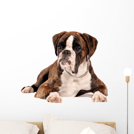 Boxer Lying Cut
