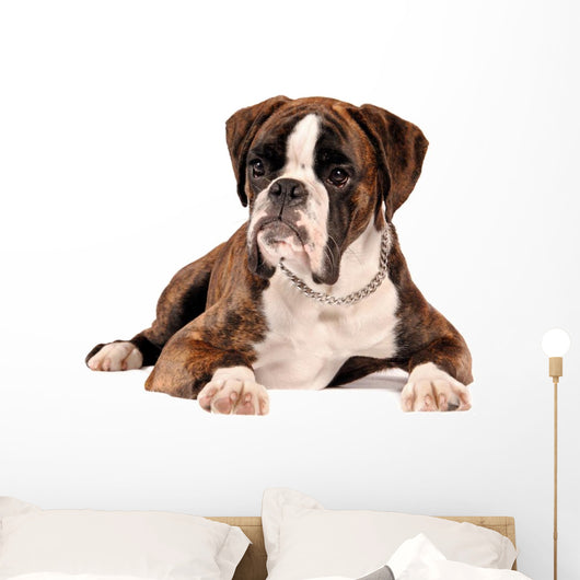 Boxer Lying Cut