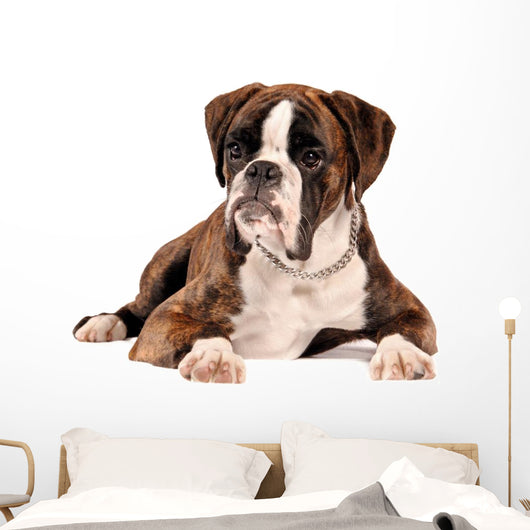 Boxer Lying Cut