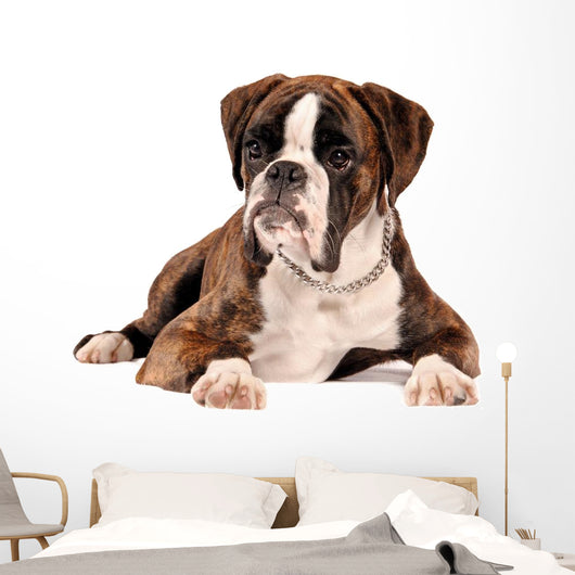 Boxer Lying Cut