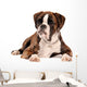 Boxer Lying Cut