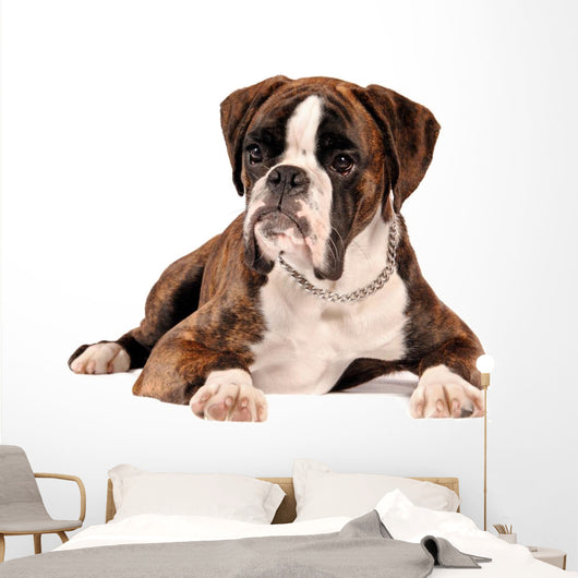 Boxer Lying Cut