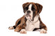 Boxer Lying Cut