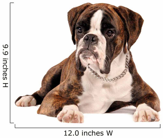Boxer Lying Cut