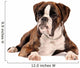 Boxer Lying Cut