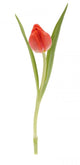 Single Tulip Wall Decal