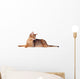 Lying Abyssinian Cat on the Floor Looking Back Wall Decal