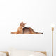 Lying Abyssinian Cat on the Floor Looking Back Wall Decal