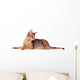 Lying Abyssinian Cat on the Floor Looking Back Wall Decal