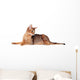 Lying Abyssinian Cat on the Floor Looking Back Wall Decal