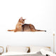 Lying Abyssinian Cat on the Floor Looking Back Wall Decal
