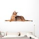 Lying Abyssinian Cat on the Floor Looking Back Wall Decal