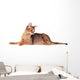 Lying Abyssinian Cat on the Floor Looking Back Wall Decal
