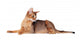 Lying Abyssinian Cat on the Floor Looking Back Wall Decal