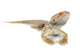Bearded Dragons Wall Decal