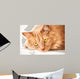 Sad Cat Is Watching