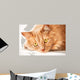 Sad Cat Is Watching