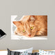 Sad Cat Is Watching