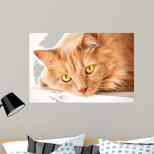 Sad Cat Is Watching