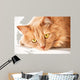 Sad Cat Is Watching