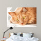 Sad Cat Is Watching