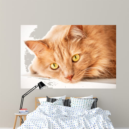 Sad Cat Is Watching