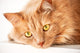 Sad Cat Is Watching