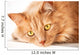 Sad Cat Is Watching