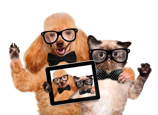 Dog with Cat Taking a Selfie Wall Decal