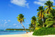 Paradise Beach with Palm